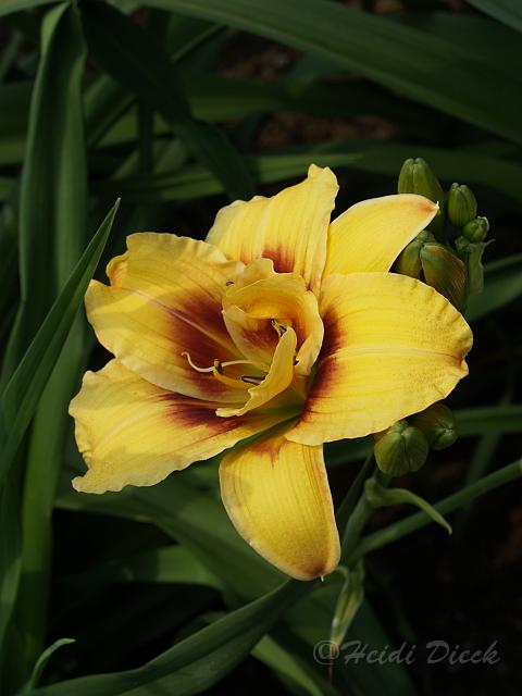 Hemerocallis Mount Helena1_Groms 1985.JPG